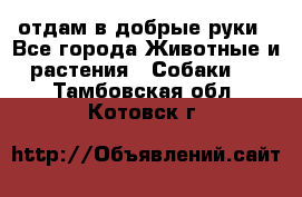 отдам в добрые руки - Все города Животные и растения » Собаки   . Тамбовская обл.,Котовск г.